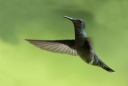Colibri jacobin (f).jpg
