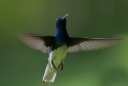 Colibri jacobin(m)