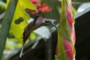 Colibri-ermite à longue queue