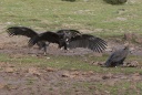 19-vautour moine.jpg