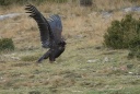 25-vautour moine.jpg
