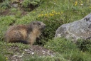 Marmotte.jpg
