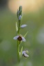 Ophrys apifera almarencis