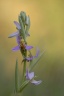 Ophrys apifera lusus trollii