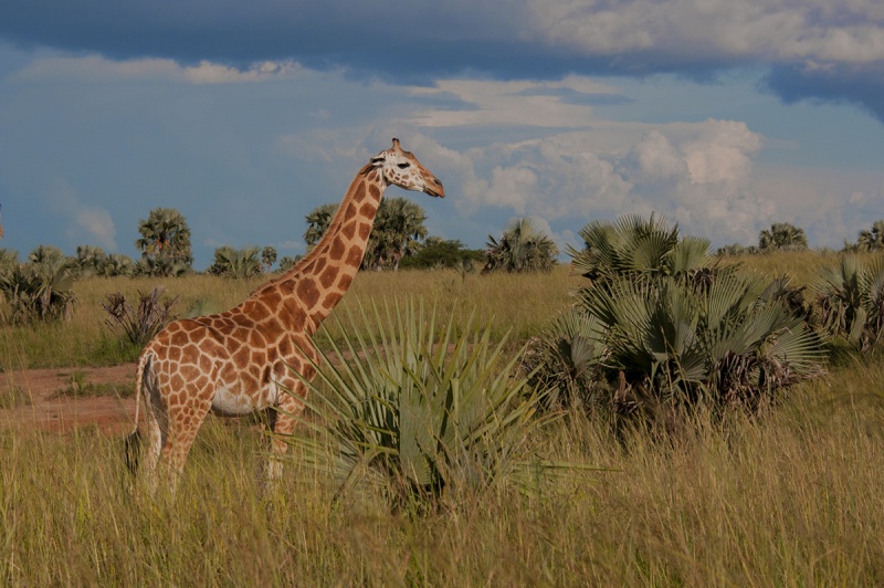 Girafe de Rothschild.jpg