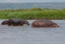 Hippopotames.jpg