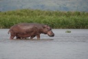 Hippopotame.jpg