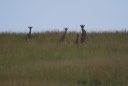 Girafes de Rothschild.jpg