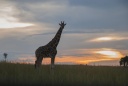 Girafe de Rothschild..jpg