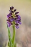 Orchis pourpre 