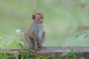 Macaque à toque (jeune)