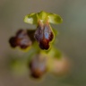 Ophrys bilunulata-(ophrys à deux lunules)