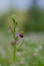 Ophrys apifera-(ophrys abeille)