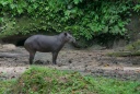 31-Tapir