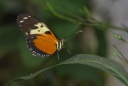 14-Papillon