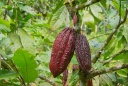 9-Cacao.jpg