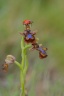 Ophrys  speculum ( Ophrys miroir )