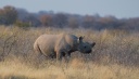 Rhinocéros.jpg