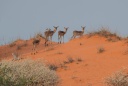 07-Les impalas.jpg