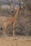 Girafon.jpg