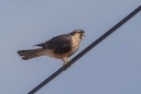 Faucon aplomado ( falco femoralis )