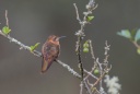 colibri éteincelant-2.jpg