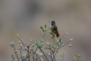 Colibri de Castelnau