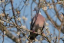 Pigeon ramier ( palombe )