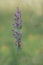 Orchis parfumé (O. fragrans )