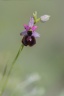 Ophrys magniflora