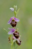 Ophrys aegirtica (O.du Gers )