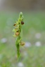 Ophrys de mars (Ophrys exaltata sous espèce marzuola)