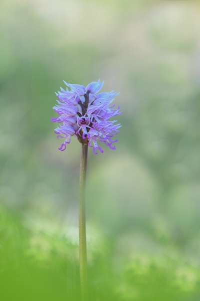 Orchis singe (Orchis simia ).jpg