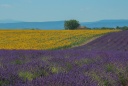 3-Couleurs de Provence...jpg