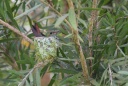 Colibri-Ariane à ventre gris (nid)