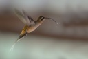 Colibri-ermite à longue queue