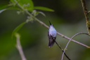 Colibri à gorge lilas