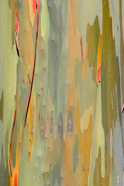 Ecorce d\'eucalyptus arc-en-ciel.jpg