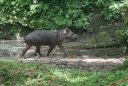 Tapir.jpg