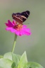 Papillon-.jpg