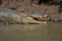 Crocodile..JPG