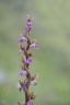 Orchis collina.