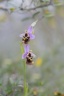 Ophrys épiscopalis
