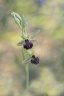 Ophrys grammica ssp knossos