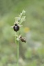 Ophrys doerfleri-.jpg