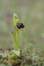 Ophrys pallidula