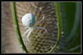 Araignée crabe.jpg