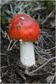 Amanites ''tue mouches'' ( A Muscaria )-2