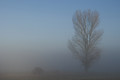 Peuplier et brouillard.jpg