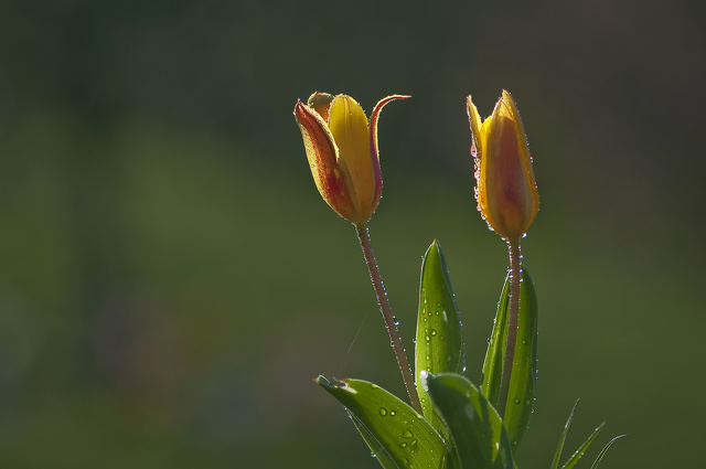 Tulipe.jpg